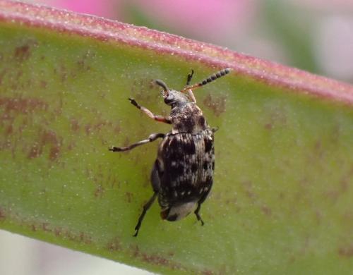 Bruchus affinis